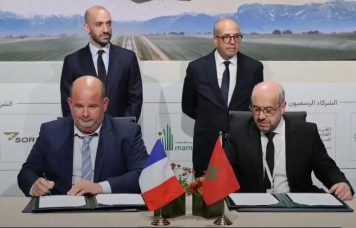 Viticultural crisis and climate: where act Green revives olive growing between France and Morocco with Olives Avenir
