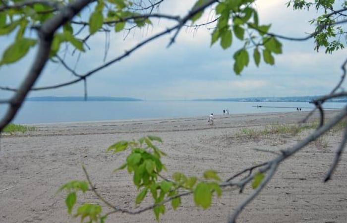 Half of the banks of the St. Lawrence are artificial