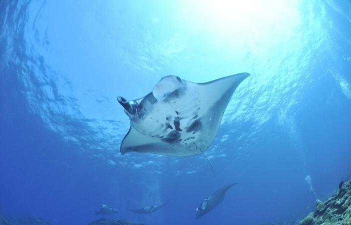 An initiative for the oceans, a rag match and the Tour du Finistère