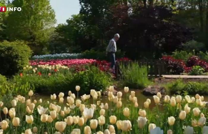 “I was faced”: in the Oise, a painter opens to visitors his secret garden at the 12,000 tulips