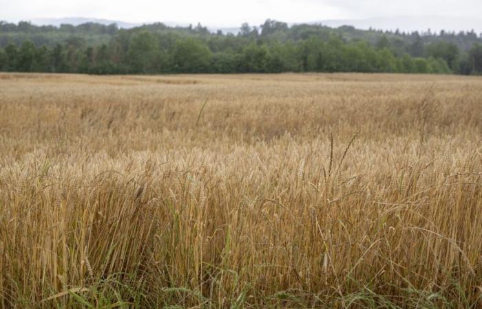 Switzerland is launching a national droughts