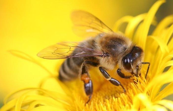 Ecological alarm in the United Kingdom: flying insects in free fall