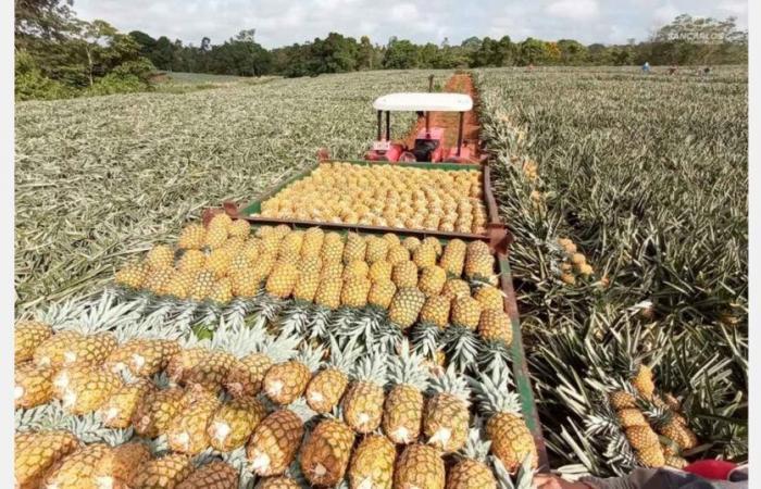 “The shortage of pineapple at Costa Rica has prices climb prices at unrivaled levels for over ten years”