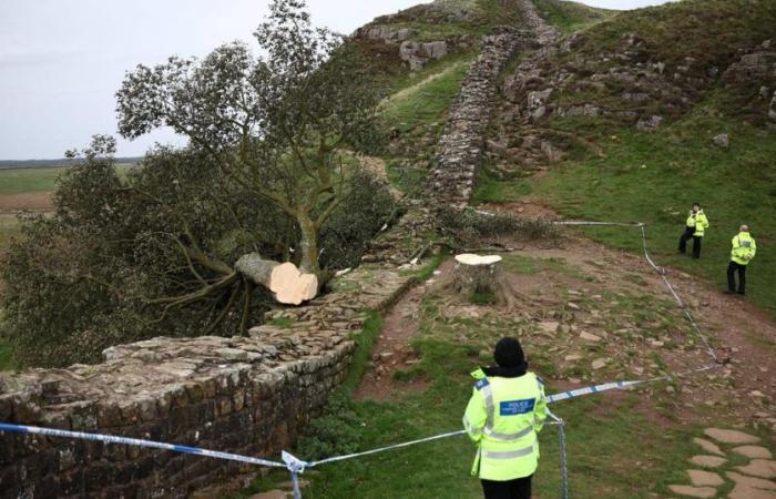 Two men found guilty of the wild slaughter of an iconic English maple – rts.ch