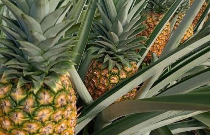 “The shortage of pineapple at Costa Rica has prices climb prices at unrivaled levels for over ten years”