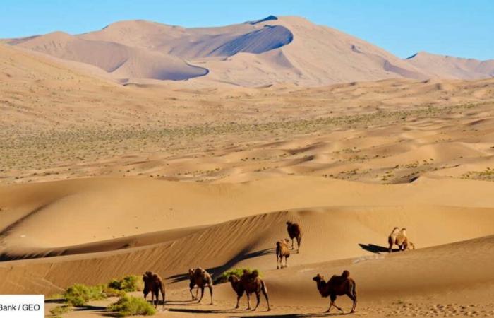 Who is the “prince of the desert”, who is responsible for combating desertification in northern China?