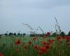 The remains of the First World War exhumed on a Belgian golf course