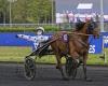 Atlantic prize: twelve starters including Goy, Surprising and Joumba de Guez – Trot