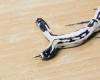 A rare two -headed snake specimen is born in California
