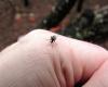 The mosquitoes are back with the heat and it will sting