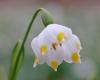 What cold country is lily of the valley the national flower?