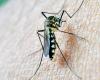 Malaria progresses in the shadow of the conflict and jeopardizes millions of children