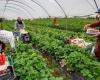 Moroccan seasonal workers have their first union
