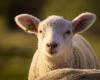 Some 3000 lambs die following a ventilation failure