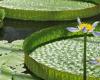 Three flowery activities to discover in Belgium in May
