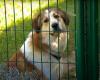 “Animals to adopt” is reborn on TMC from May 25