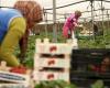 Huelva, the Moroccan seasonal workers break the silence and found their union