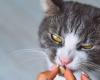Health. ANSES ALERTS ON ANTIPARASITIES after poisoning 82 cats