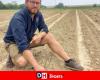 “In a day, asparagus can grow by 10 cm”: a culture of asparagus is revealed in Landenne