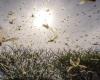 Pilgrim locusts: reinforced vigilance Morocco