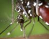 Tiger mosquito: they are back with sunny days, the transmission of tropical diseases is more than ever monitored this year