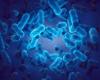 Colorectal cancer increases in young people, this bacteria could be the cause