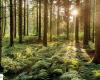 Secret communication of forests: according to a study, old trees warn young people from danger