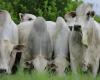 Beef production emits more than twice the greenhouse gas targets, according to a Brazilian study
