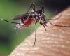 “The tiger mosquito is already back”: the entomologist Benoît Gilles tells us how to limit his proliferation