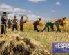 41% forecast increase in cereal harvest