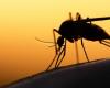 Our blood, a weapon against mosquitoes thanks to a drug?