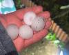3000 lambs killed, a foudroyed foal, shattered cars … Images of violent thunderstorms in France