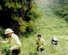 Nam Dan strengthens the prevention of forest fires on historic sites