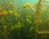 Invasive aquatic plants threaten the water bodies of the Montreal archipelago