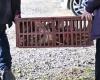“We intend to save them all”: 6,000 hens to recover from an organic farming, the Champs Libres association is launching an urgent call