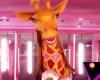 Mask Singer 2025: The first indices on the giraffe unveiled, Kev Adams could be on the right track