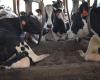 Avian flu on the dairy cow: Europe buys vaccines