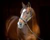 Into Mischief, the best American stallion, finally wins a real Kentucky Derby with Sovereignty