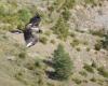 The Cévennes National Park announces the death of the Rei del Causse gypatus, the causes of the death of the traveler’s raptor remain mysterious