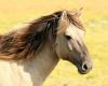 An urgent call to save the Eden horses refuge in Marguerittes