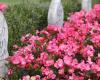 The project of a Muslim square in the cemetery ignites a small Thurgovian town – Rts.ch