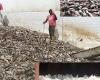 Fish flour factories installations: women transformatives in an ocean of concerns (1/9)