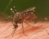 “Very few people are vaccinated,” comments the head of the ARS health emergencies