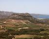 Tastings and walks in the Patrimonio vineyard