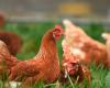 The measures to combat salmonella in chickens validated by the Council of State