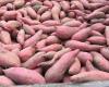 “The limited offer and high demand maintain the prices of sweet potatoes of North Carolina at a high level”