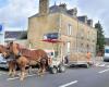 This town is in the viewfinder of antispecists for its use … of draft horses
