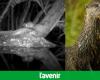 In danger of extinction, a otter observed in a natural reserve in Antwerp: “Our efforts bear fruit” (video)