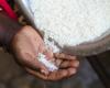 Senegal wants to mobilize $ 2.5 billion to reach food sovereignty