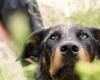 “From there to do that …”: they find their dog dead in a field, the legs tied up, several weeks after his disappearance